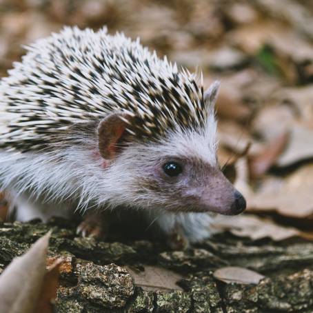 Hedgehog Portrait CloseUp on White Background