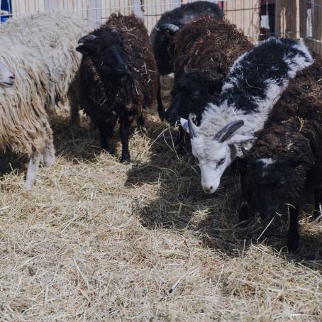 Herdwick Sheep Flock Gathered in Farmyard Pen