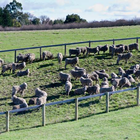 Herdwick Sheep Herd Penned Up in Rural Pasture