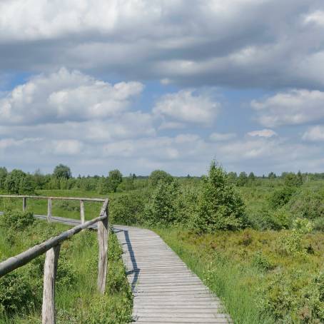 High Fens Park Molinia Moor Grass and Raised Bog