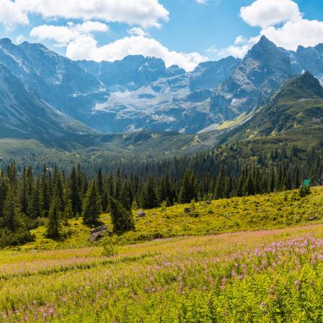 Hiking Amidst the Wildflowers of Gasienicowa Valley, Poland