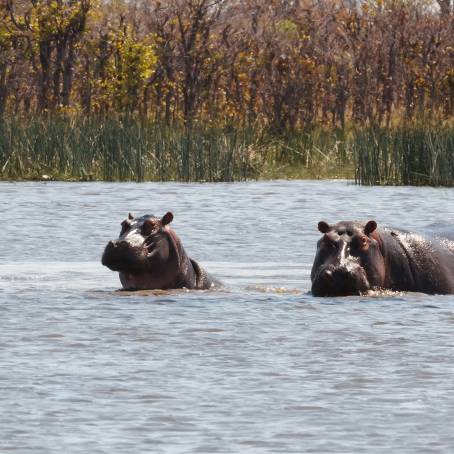 Hippo Exhibiting Threatening Behavior in Water