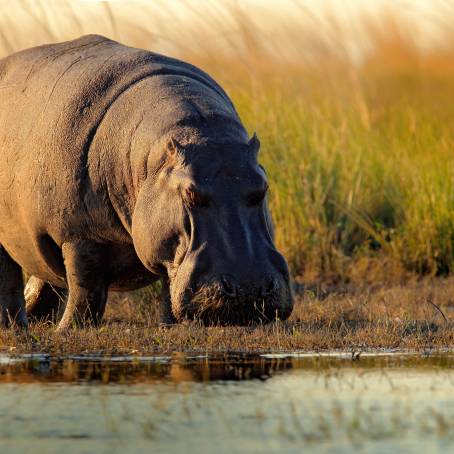 Hippo in Moremi Reserve Open Mouth Threatening Gesture