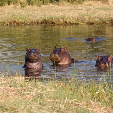 Hippo in Water with Threatening Open Mouth Gesture