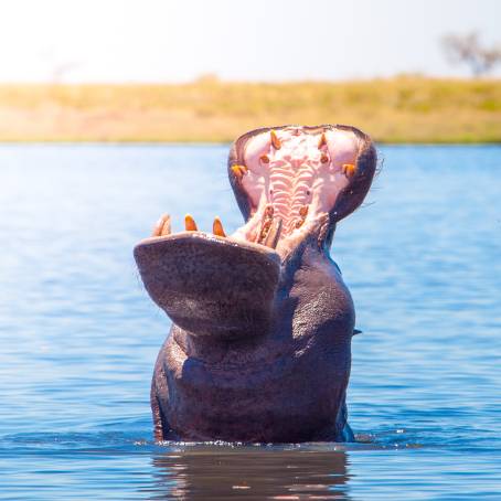 Hippo Threatening Gesture in Botswanas Moremi Reserve