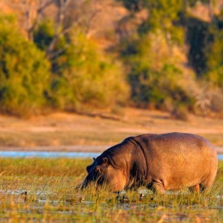 Hippo with Open Mouth in Moremi Wildlife Reserve