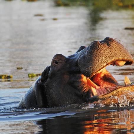 Hippo with Open Mouth Threatening in Moremi Reserve