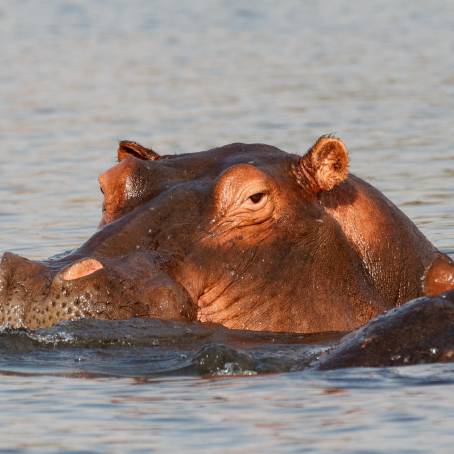 Hippopotamus Amphibius Threatening in Moremi Reserve