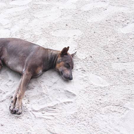 Homeless Dog Looking at Camera on Sand Beach in Morning Light, Thailand