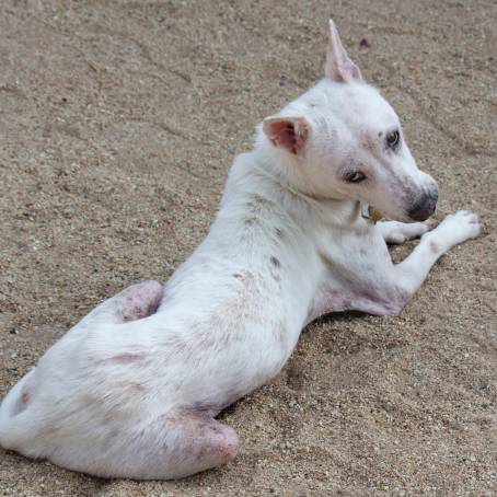 Homeless Dog on Thailand Beach Looking at Camera with Morning Sunlight