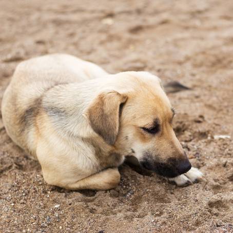 Homeless Dog on Thailand Beach, Looking at Camera with Morning Sunlight