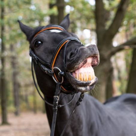 Horse Joyfully Smiling at Latvian Zoo