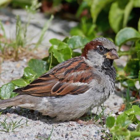 House Sparrow The Social Bird of Our Streets