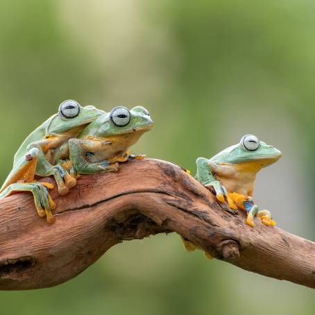 Inflated Vocal Sac in Taiwan Green Tree Frog