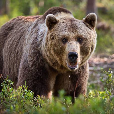 Insights into Finland Brown Bear Forest Habitats