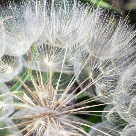 Intricate Close Up of Dandelion Goatsbeard Seed Head Macro Floral Background