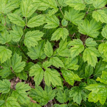 Intricate Green Mint Leaves CloseUp Vibrant Foliage with Detailed Textures