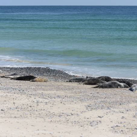 Island of Dune Grey Seals and Pup at Sunset Beach