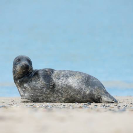 Island of Dune Grey Seals with Pup on German Beach