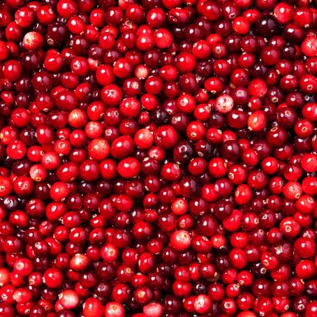 Isolated Cranberries with Leaves on White Background Top View of Berries, Full Depth Focus