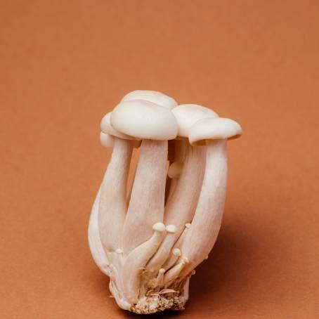 Isolated Fresh Beech Mushrooms Hypsizygus marmoreus on White Background