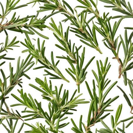 Isolated Fresh Rosemary on White  Ideal for Cooking, Garnishing, and Herbal Remedies