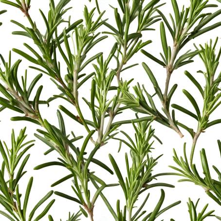 Isolated Fresh Rosemary on White Background  Essential Herb for Flavor and Cooking