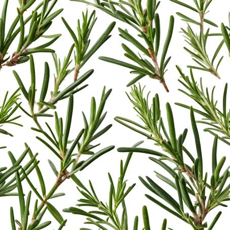 Isolated Fresh Rosemary on White Background  Ideal for Cooking, Aromatic Dishes, and Flavoring