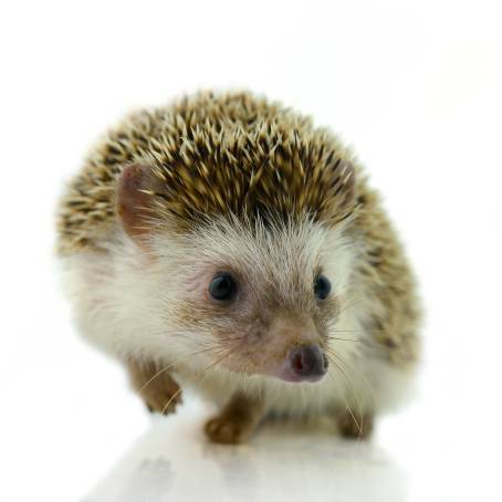 Isolated Hedgehog CloseUp on White Background