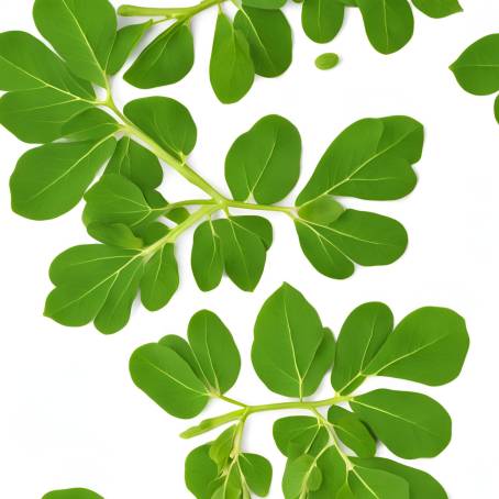 Isolated Moringa Leaves Flat Lay on White Fresh Green Superfood Image