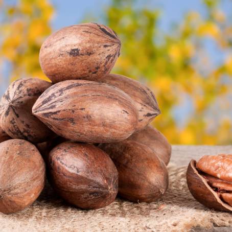 Isolated Peeled Pecans on Plain White