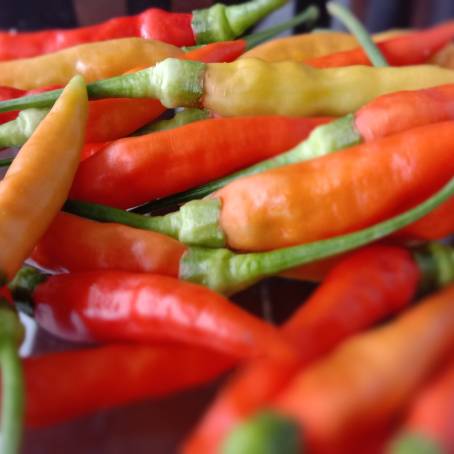 Isolated Red Cayenne Pepper on White Spicy and Fresh