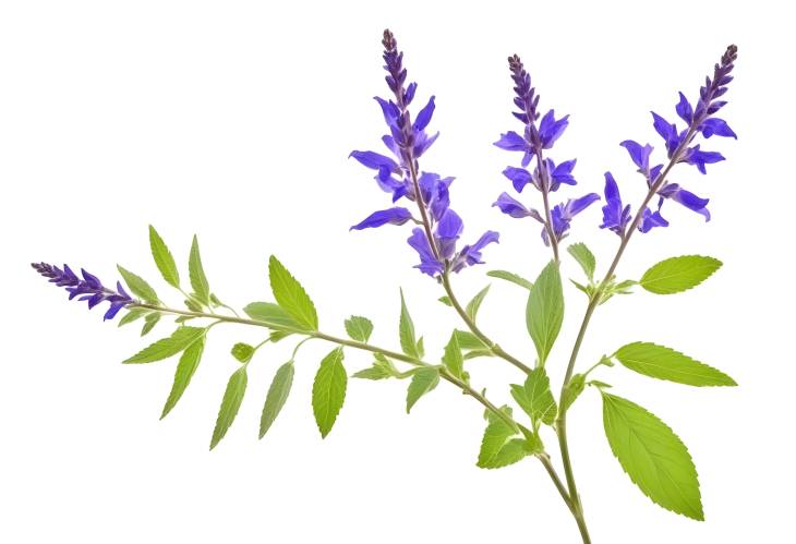 Isolated Salvia Twig on White A Botanical Herb for Health and Cooking