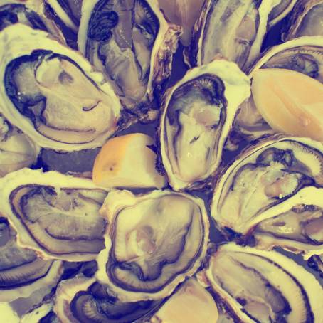 Isolated Top View of Oysters on a White Background Plate