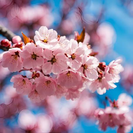 Japanese Cherry Blossoms Delicate Pink Flowers Against a Clear Blue Spring Sky