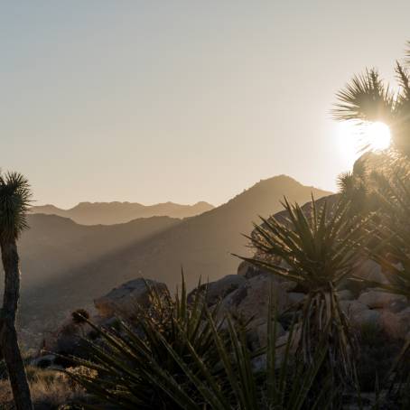 Joshua Tree Sunset An Iconic American Landscape