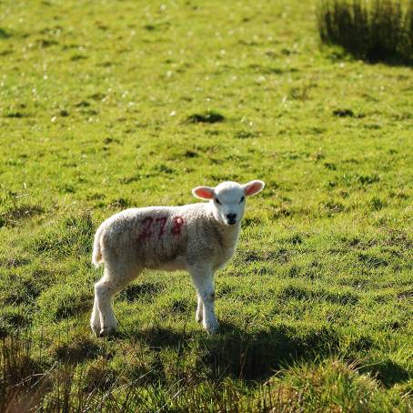 Joyful Spring Lambs Frolicking in Green Pastures