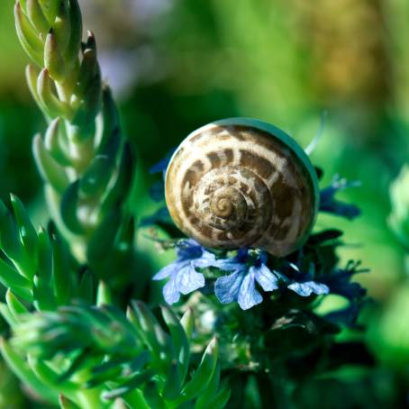 July Garden Snail in Germany