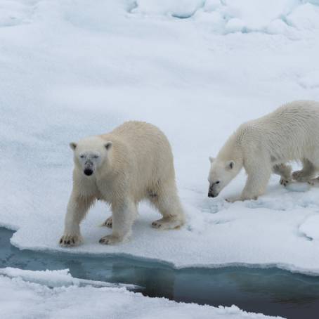 Juvenile and Female Polar Bears on Ice Floe