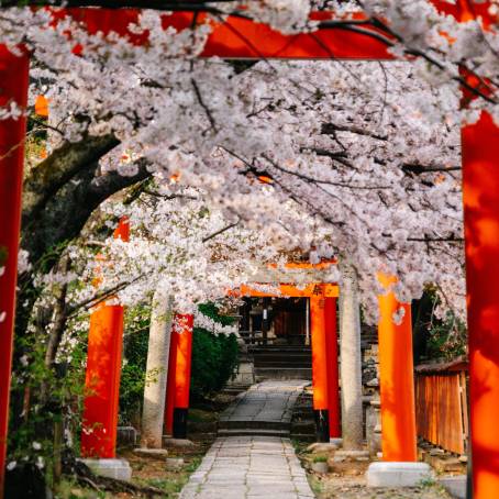 Kanazawa Kenrokuen Garden A Haven of Cherry Blossoms