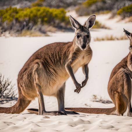 Kangaroo Sightings at Lucky Bay in Australia