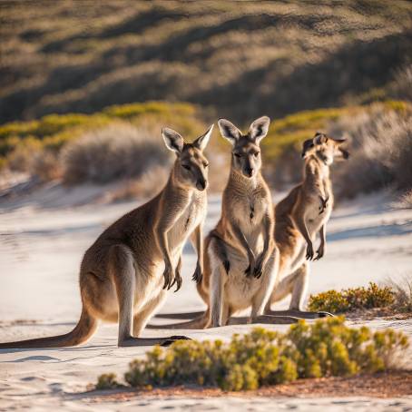 Kangaroos Grazing on Lucky Bay Beach, Australia