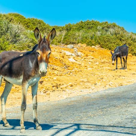 Karpaz National Park Wild Donkeys Awaiting AdventureSeeking Tourists