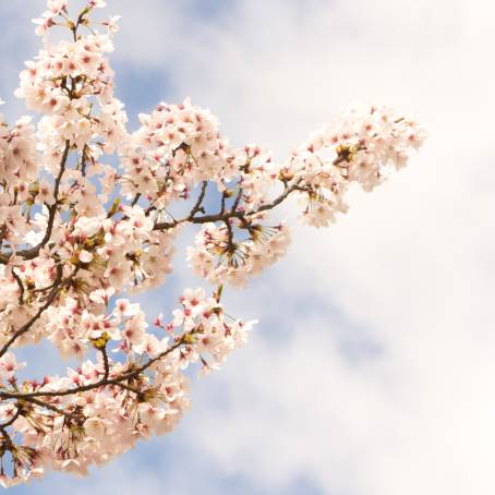 Kenrokuen Garden Sakura Blooms A Cultural Treasure of Japan