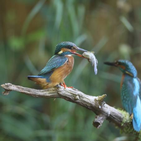 Kingfisher Mating on Beech Trunk, North RhineWestphalia