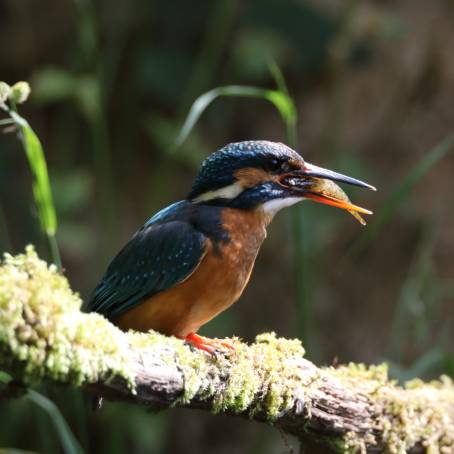 Kingfisher Pair Copulating on Beech Trunk, Germany