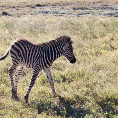 Kruger National Park Zebras Alert and Active