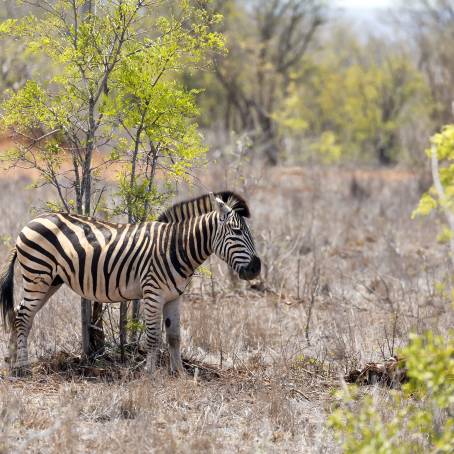 Kruger National Parks Alert Burchells Zebras