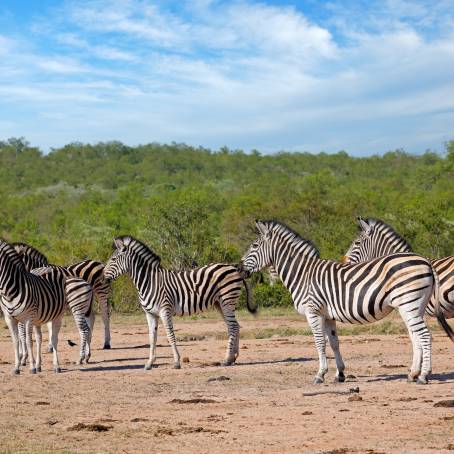 Kruger Park Adult Burchells Zebras Alert