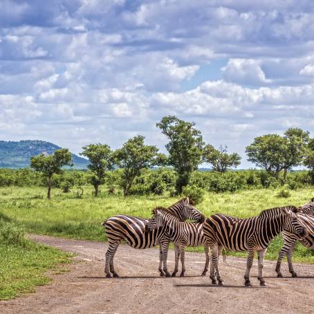 Kruger Parks Two Burchells Zebras Alert and Active